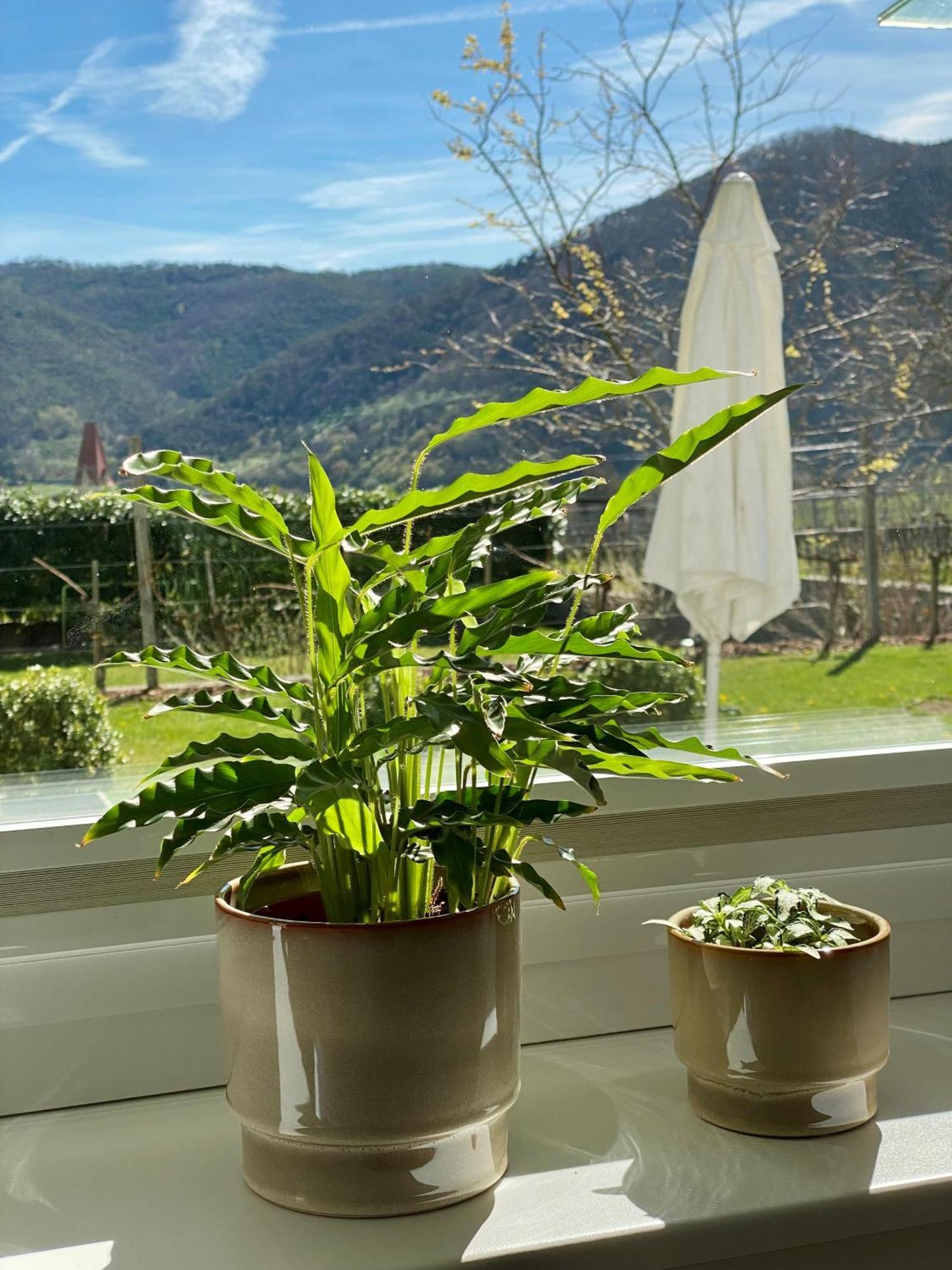 Wachaulodge Weißenkirchen in der Wachau Eksteriør billede